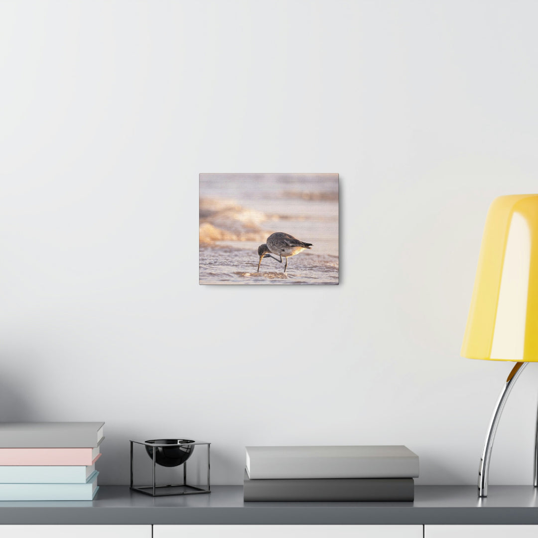 Willet Itch - Canvas