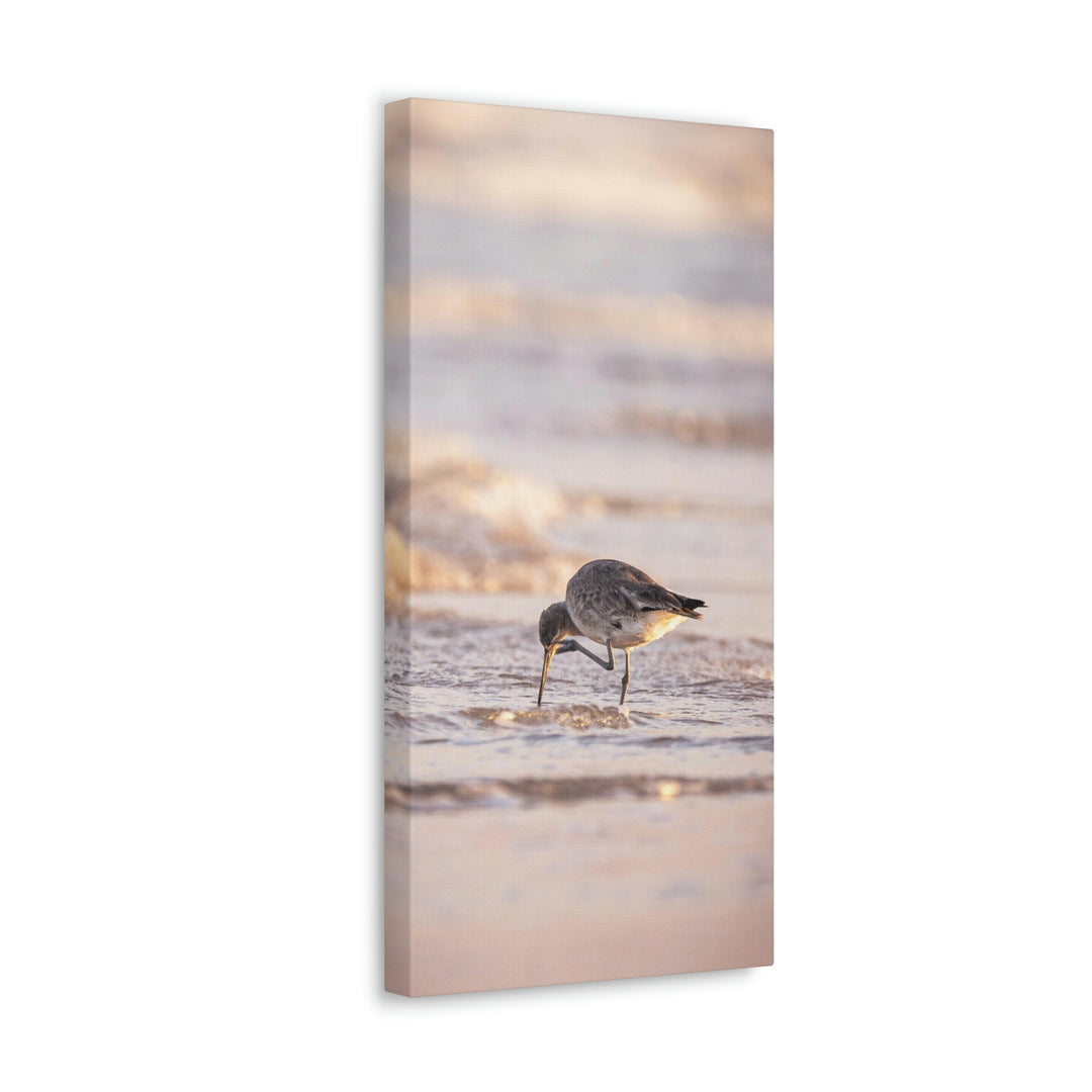 Willet Itch - Canvas