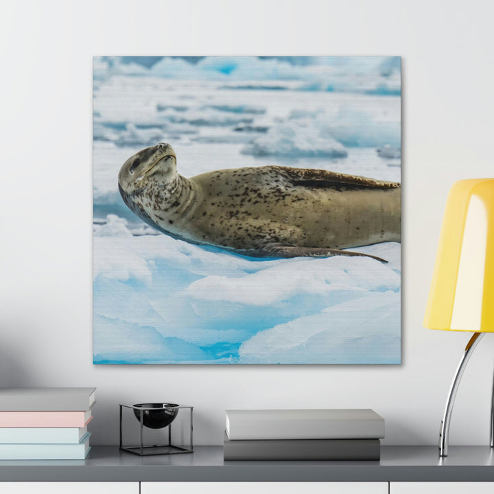 Leopard Seal Relaxing - Canvas