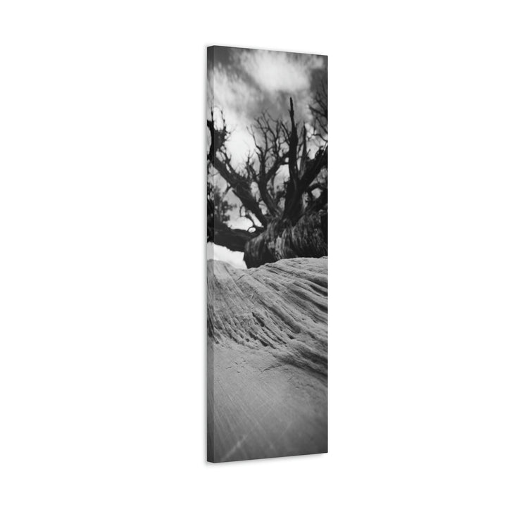 Desert Reach in Black and White - Canvas