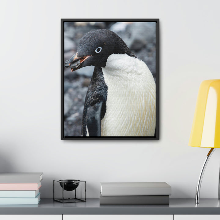 A Penguin's Pebble - Canvas with Frame