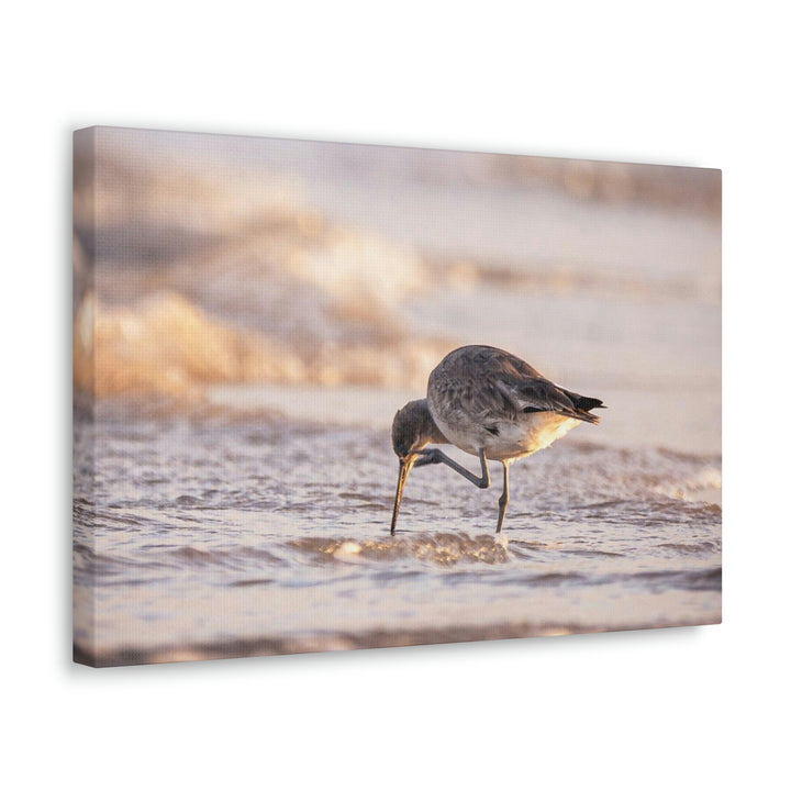 Willet Itch - Canvas