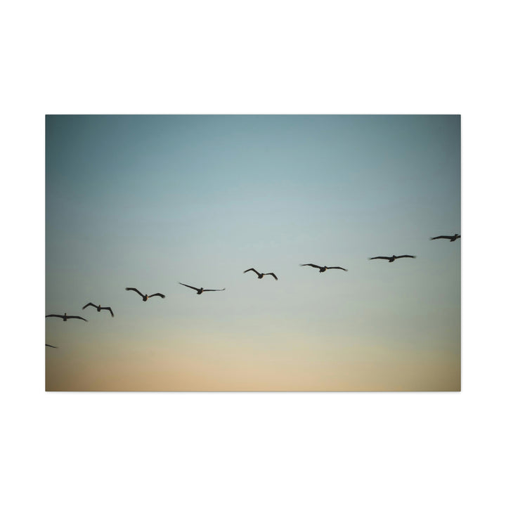 Brown Pelicans in Flight - Canvas