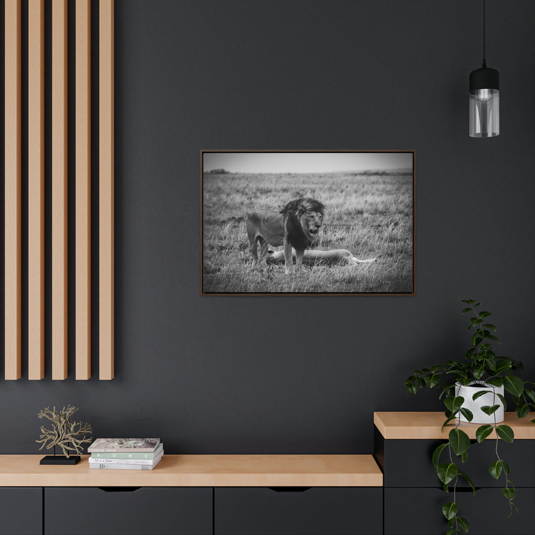 Mating Lions in Black and White - Canvas with Frame