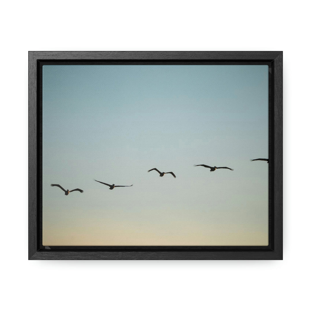 Brown Pelicans in Flight - Canvas with Frame