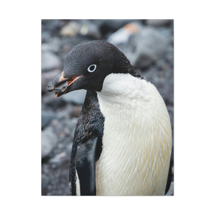 A Penguin's Pebble - Canvas