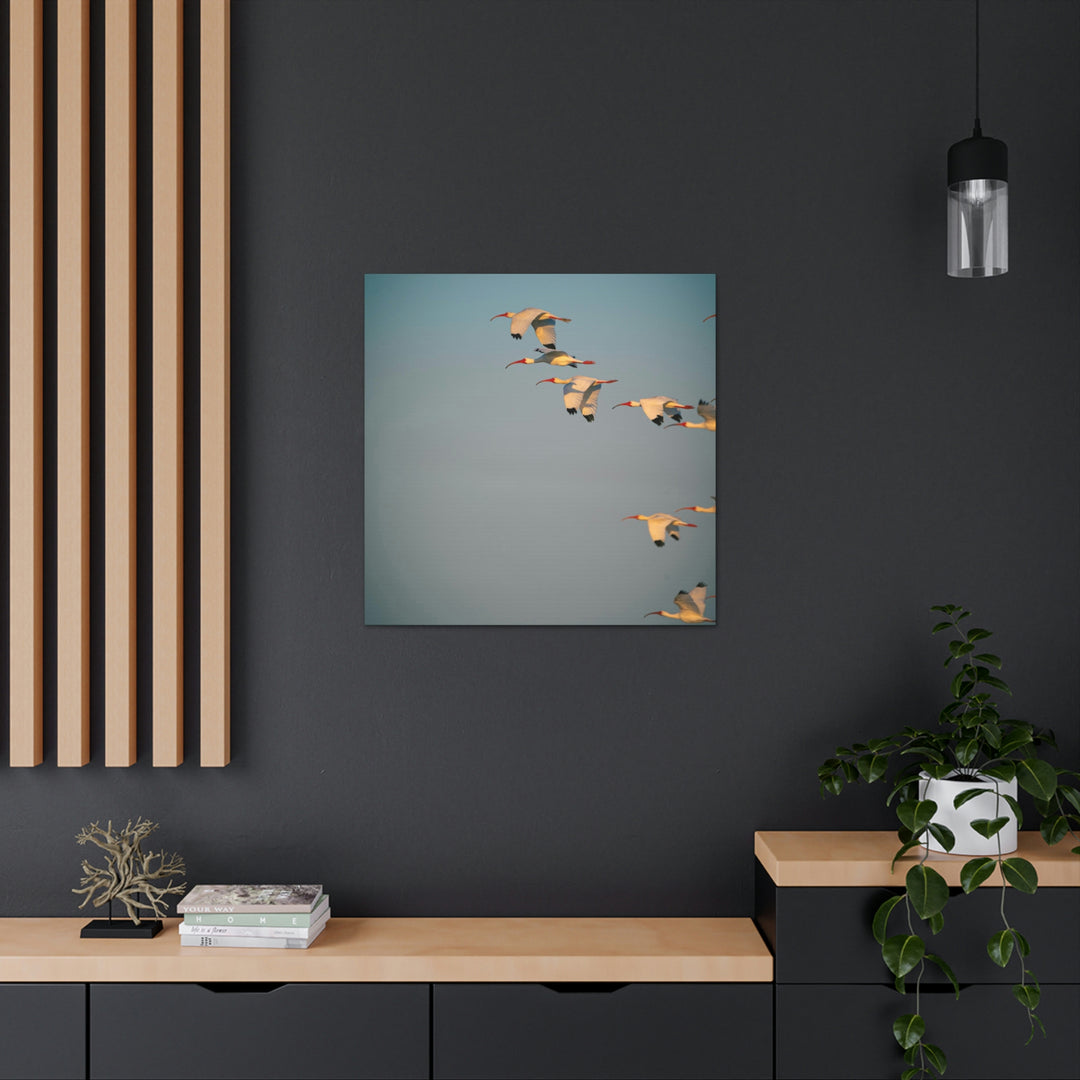 White Ibis in Flight - Canvas