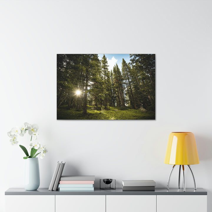 Forest Light - Canvas