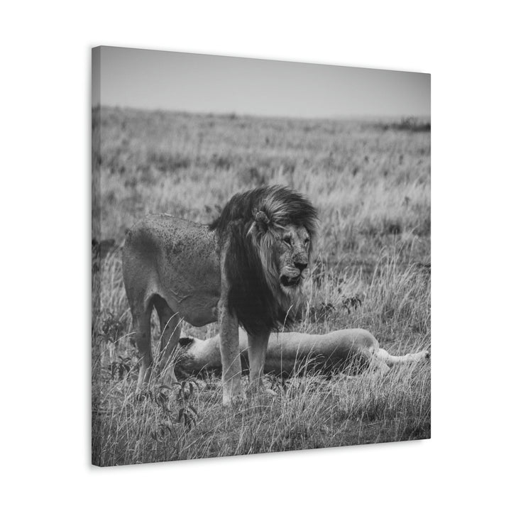 Mating Lions in Black and White - Canvas