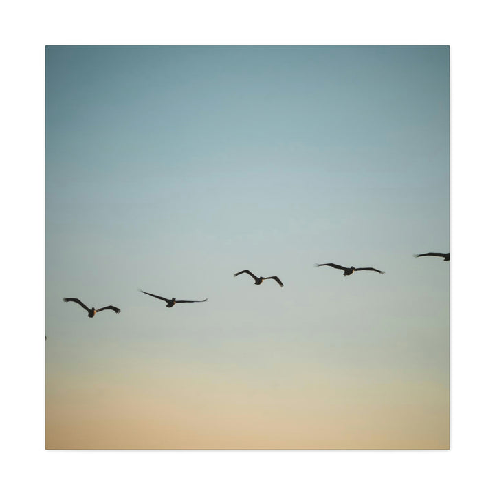 Brown Pelicans in Flight - Canvas