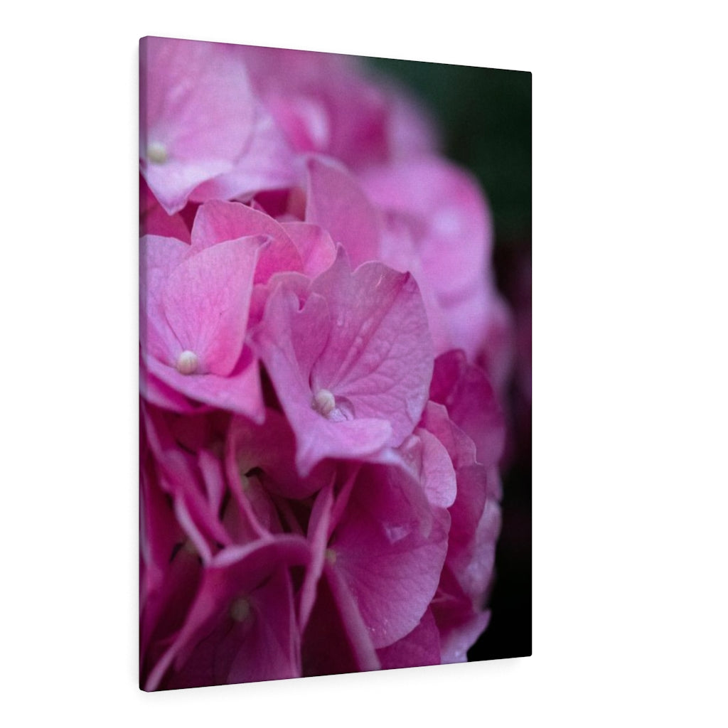 Pink Hydrangea Detail - Canvas