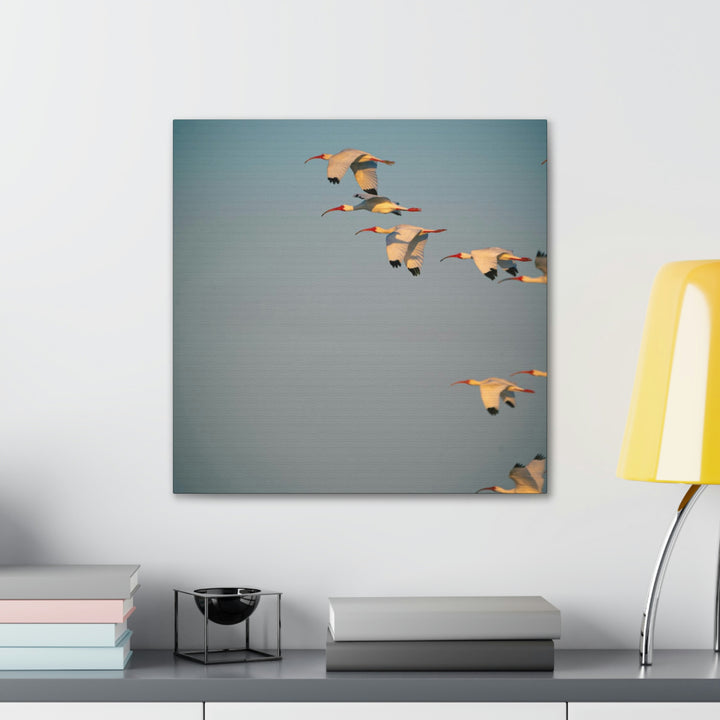 White Ibis in Flight - Canvas