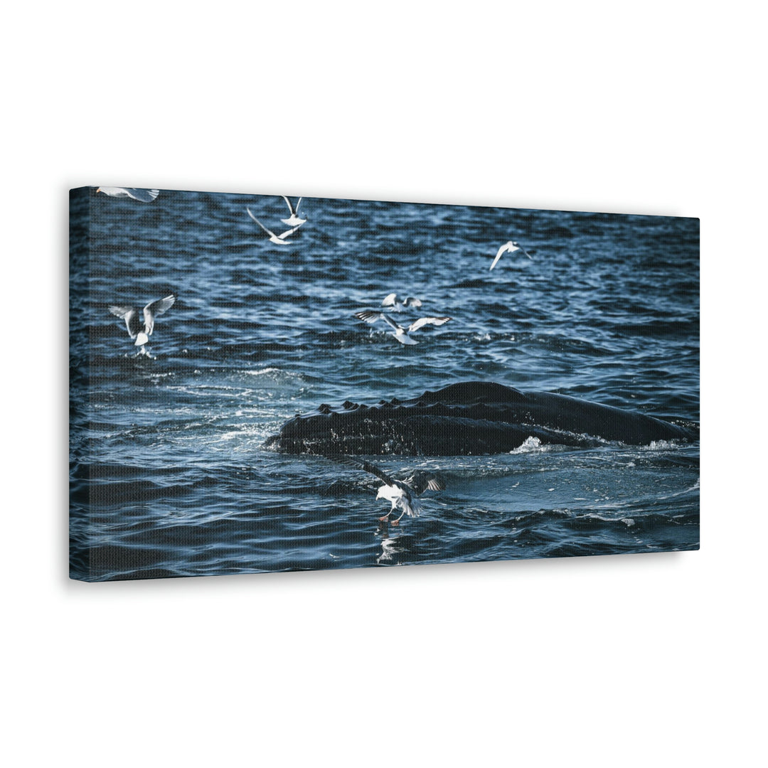 Humpback Hello - Canvas