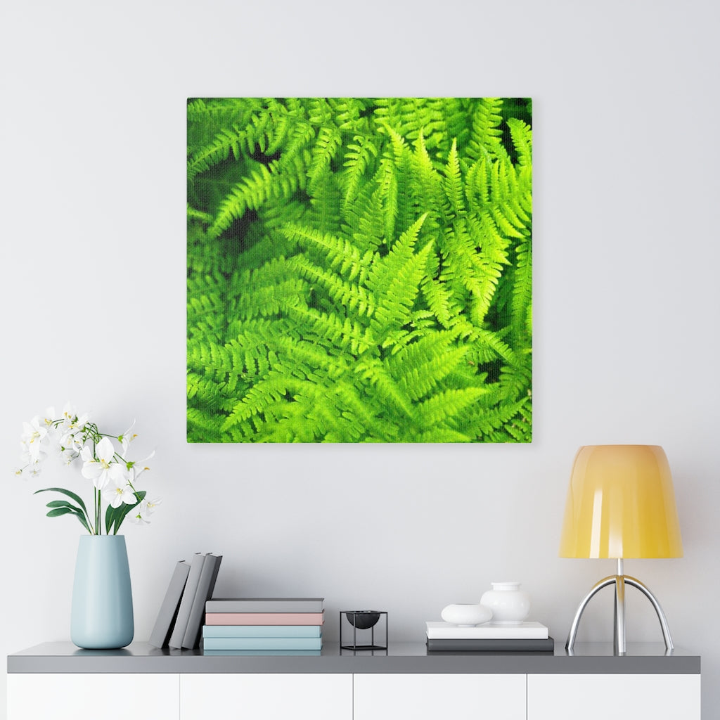 Ferns, Ferns, Ferns - Canvas