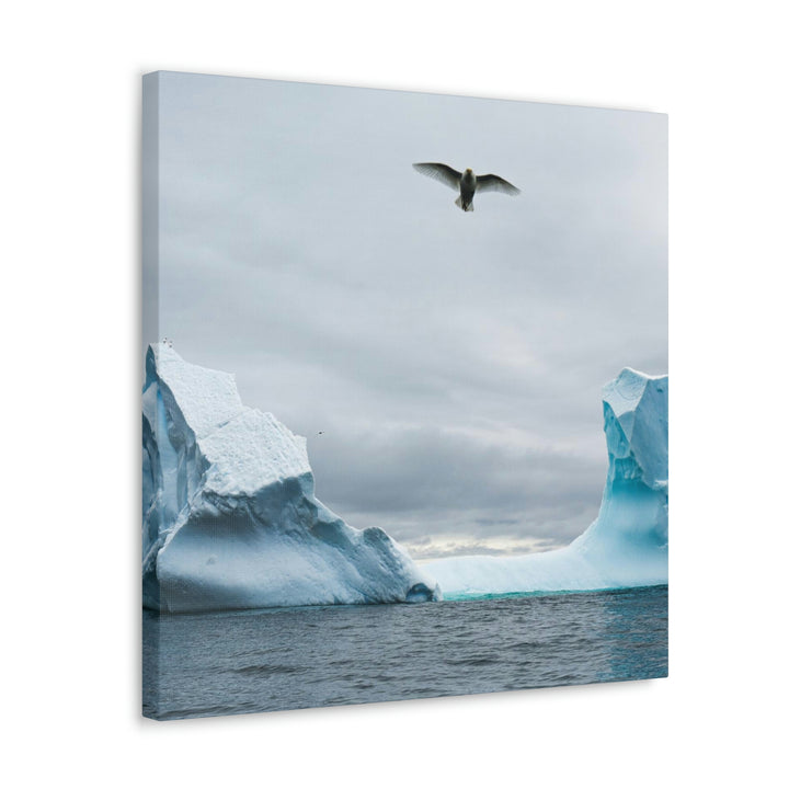 Antarctic Flight - Canvas