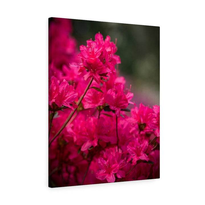 Full Bloom - Canvas