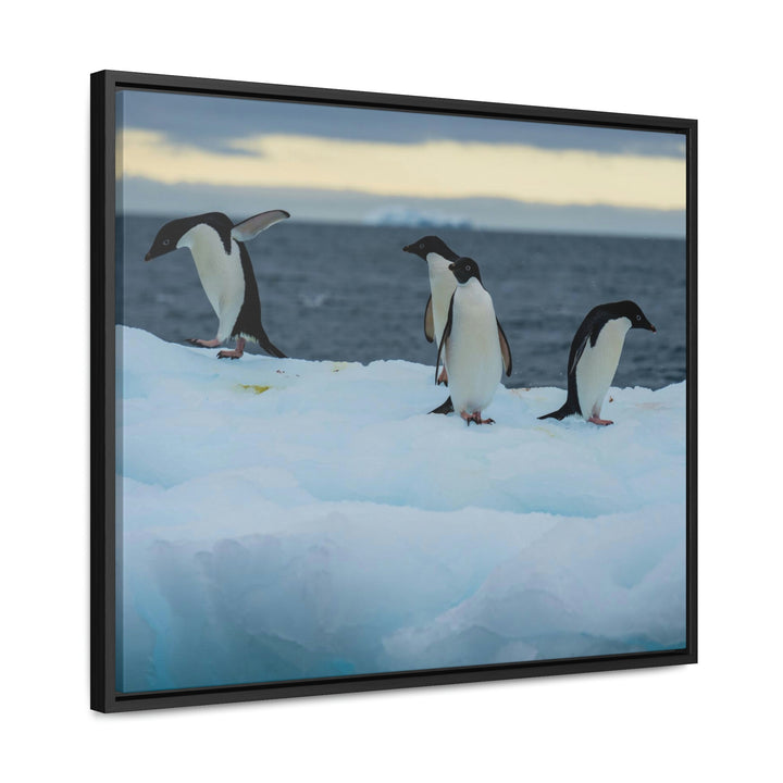 Penguin Dance - Canvas with Frame