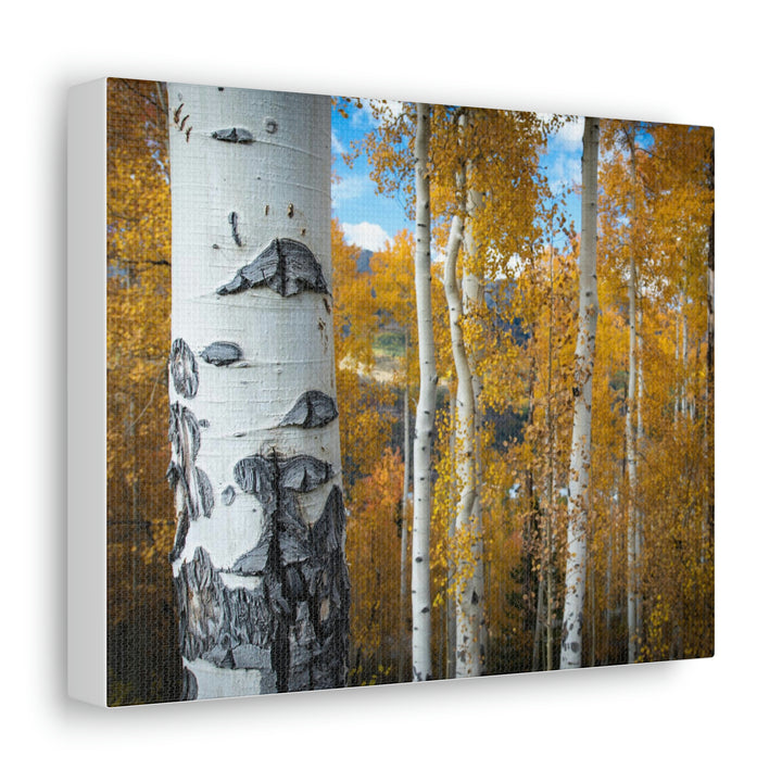 Aspens Changing - Canvas