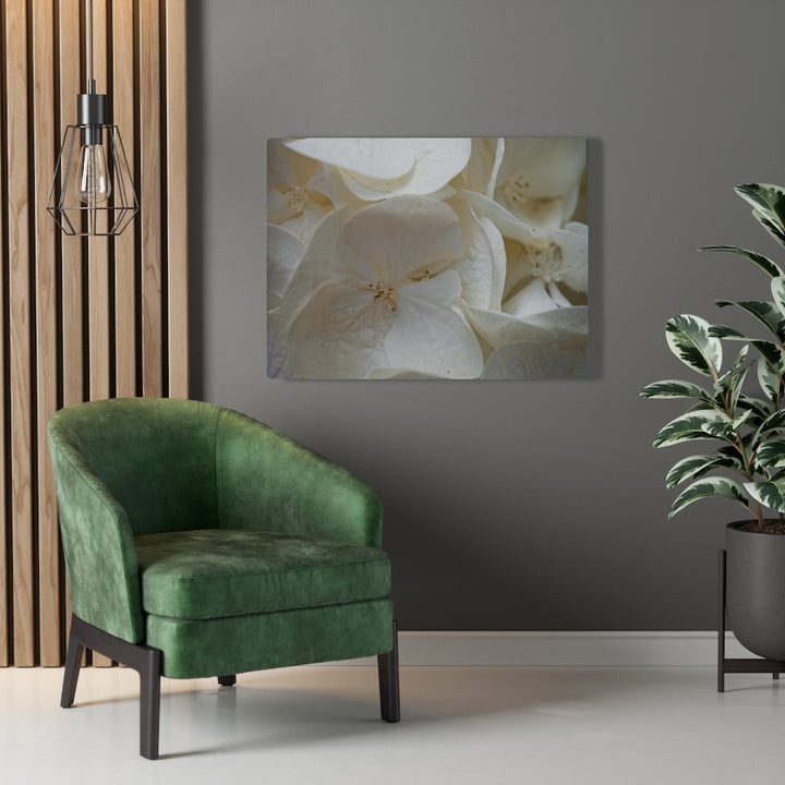 White Hydrangea Detail - Canvas