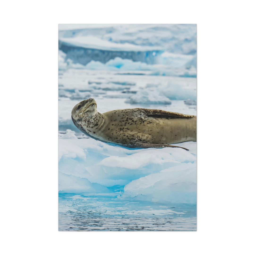 Leopard Seal Relaxing - Canvas