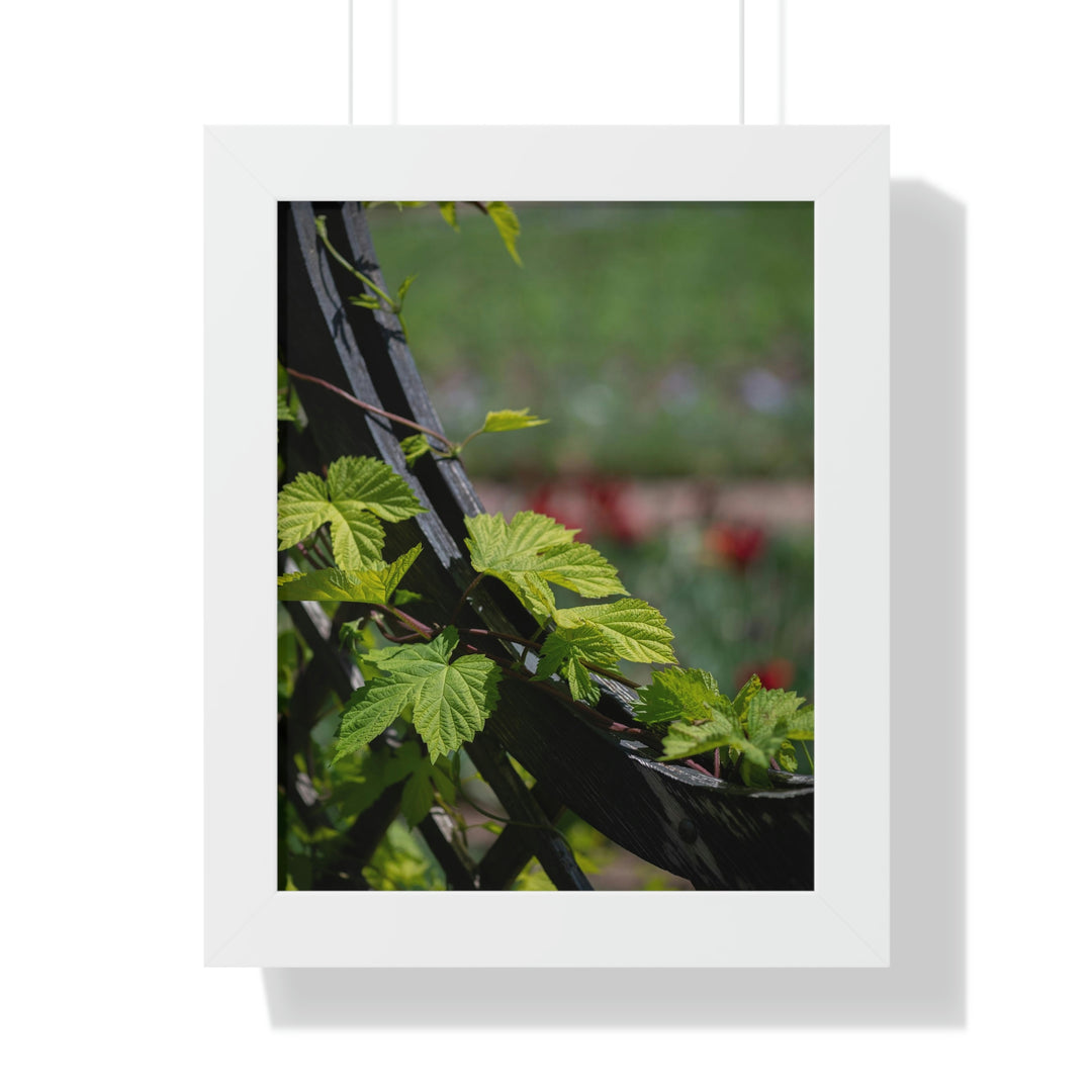 Ivy-Covered Fence - Framed Print