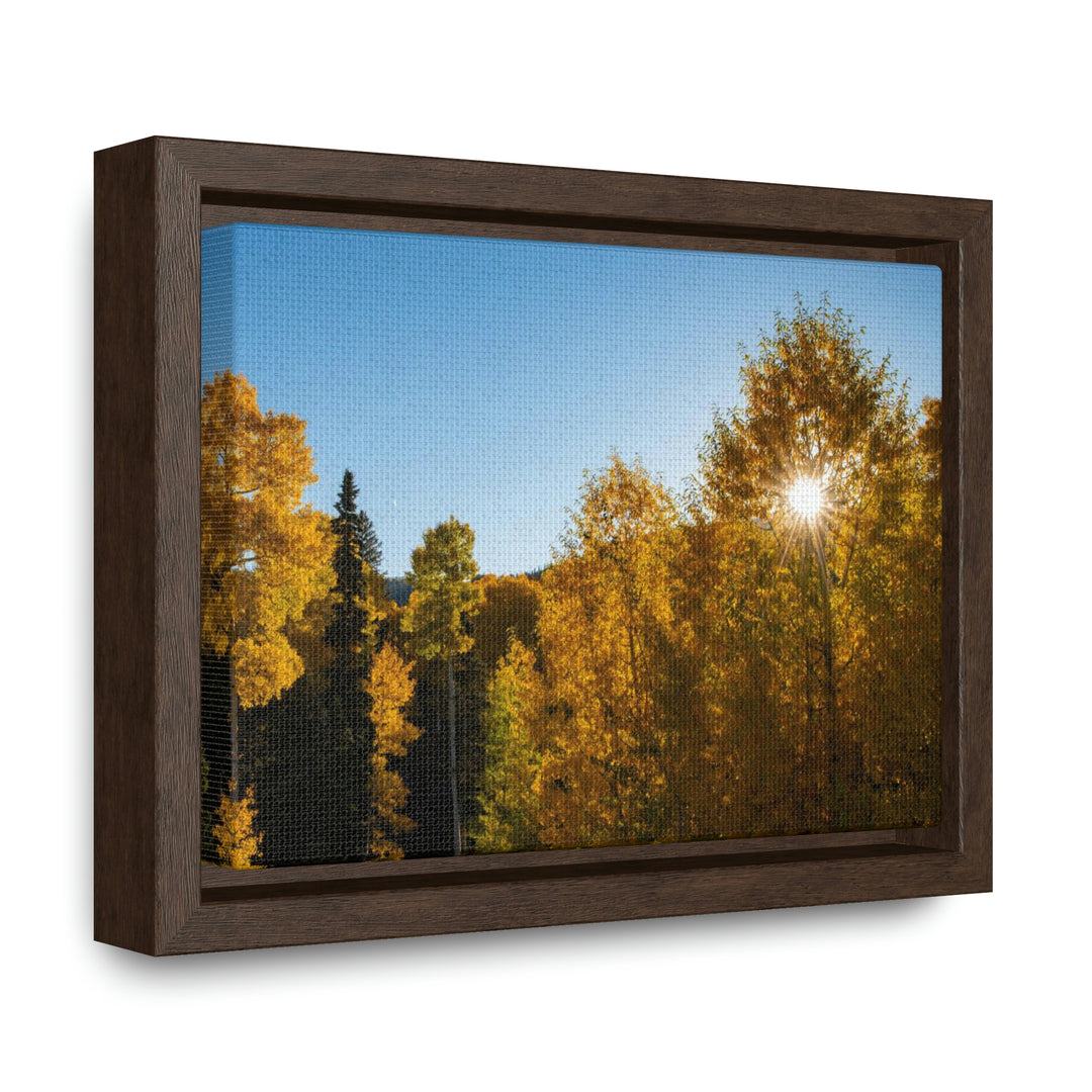 Sun Through the Aspens - Canvas with Frame