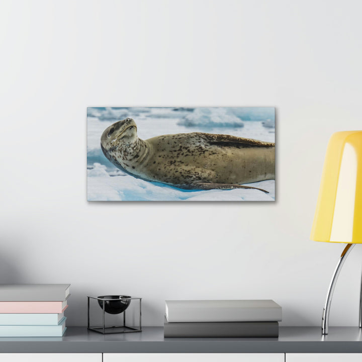 Leopard Seal Relaxing - Canvas