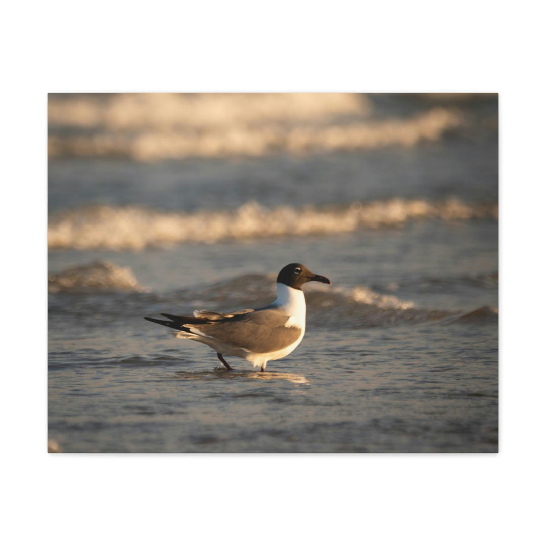 Laughing Gull in the Surf - Canvas