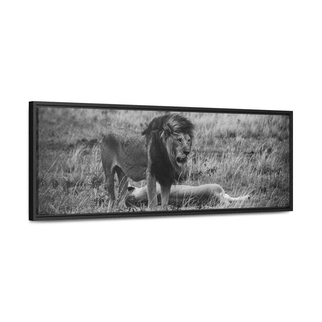 Mating Lions in Black and White - Canvas with Frame