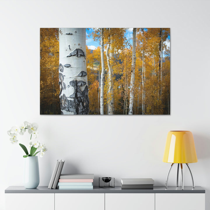 Aspens Changing - Canvas