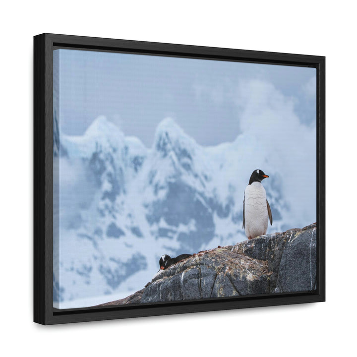 Poised Penguin - Canvas with Frame