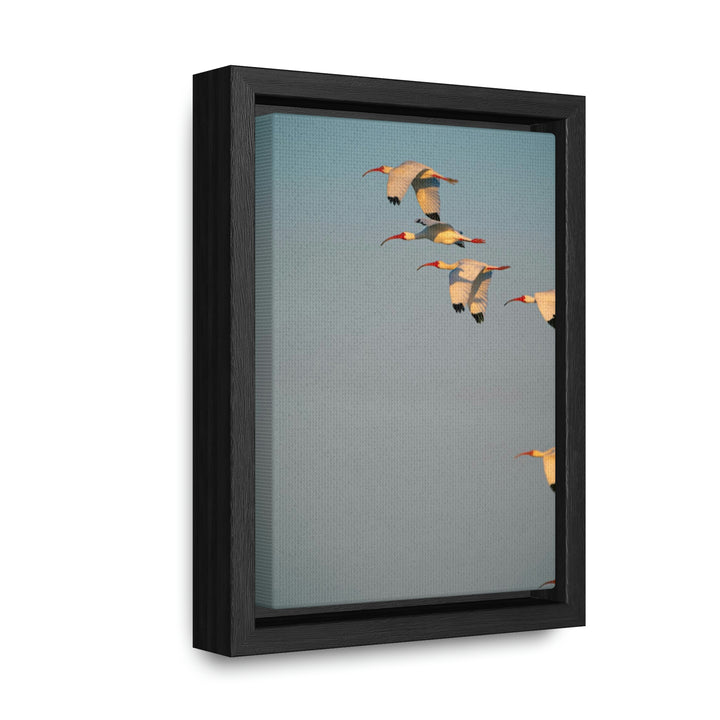 White Ibis in Flight - Canvas with Frame