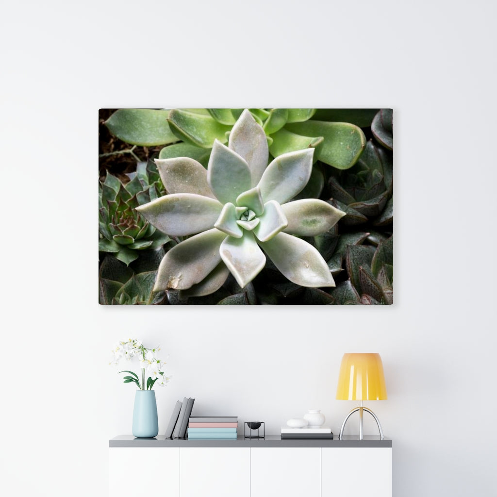 Succulent - Array - Canvas