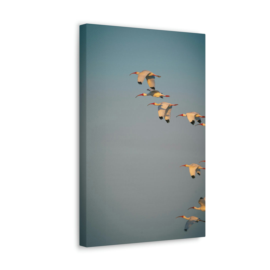 White Ibis in Flight - Canvas