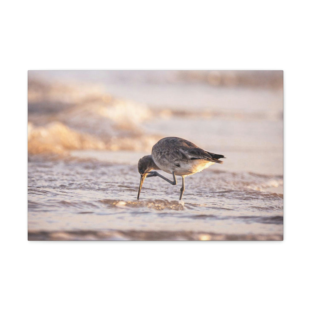 Willet Itch - Canvas