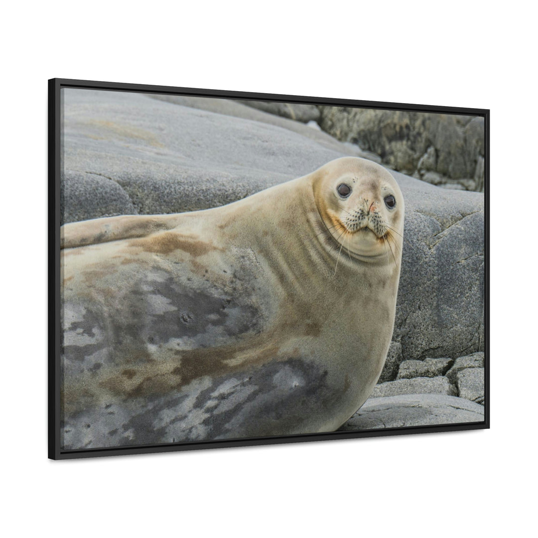 Weddell Smile - Canvas with Frame