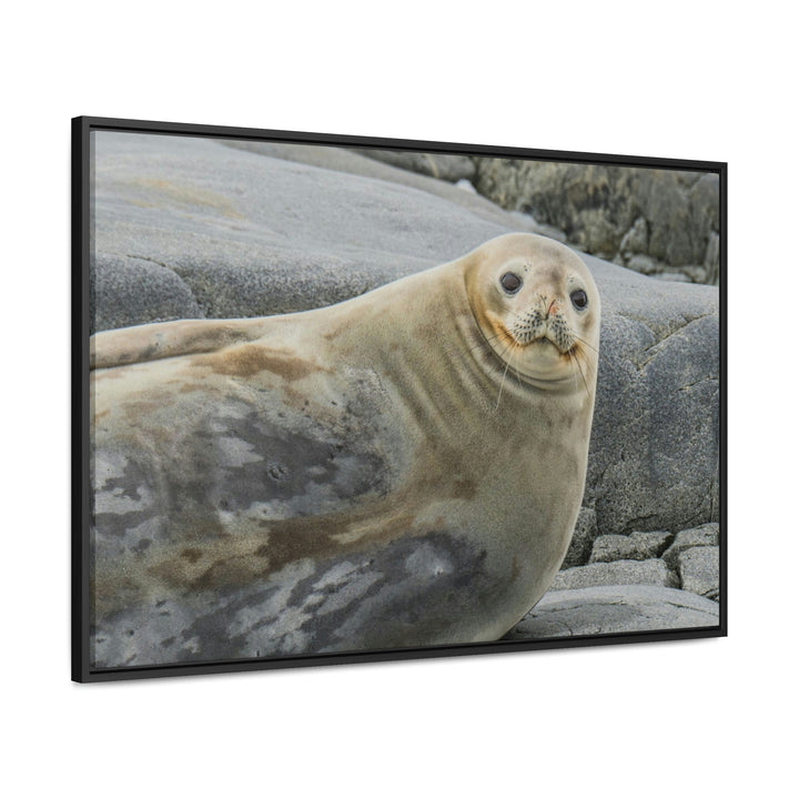 Weddell Smile - Canvas with Frame