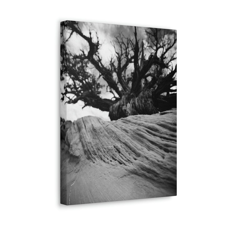 Desert Reach in Black and White - Canvas