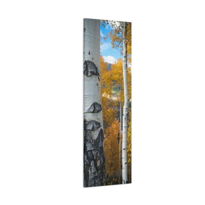 Aspens Changing - Canvas