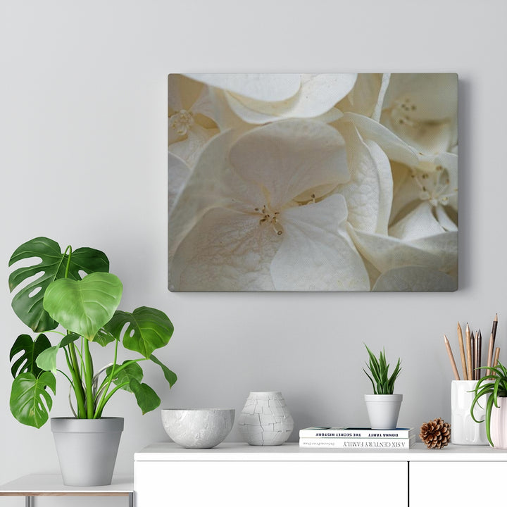 White Hydrangea Detail - Canvas