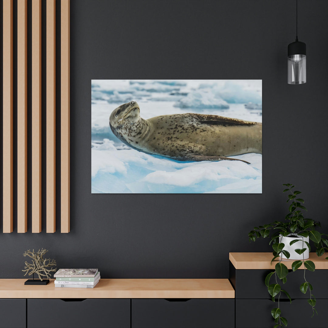 Leopard Seal Relaxing - Canvas