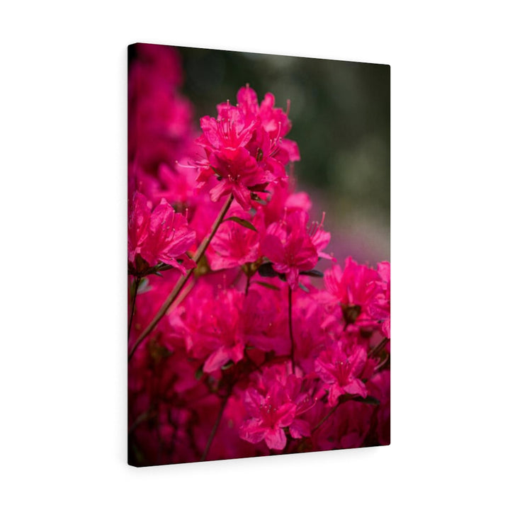 Full Bloom - Canvas