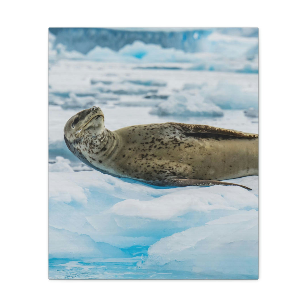 Leopard Seal Relaxing - Canvas