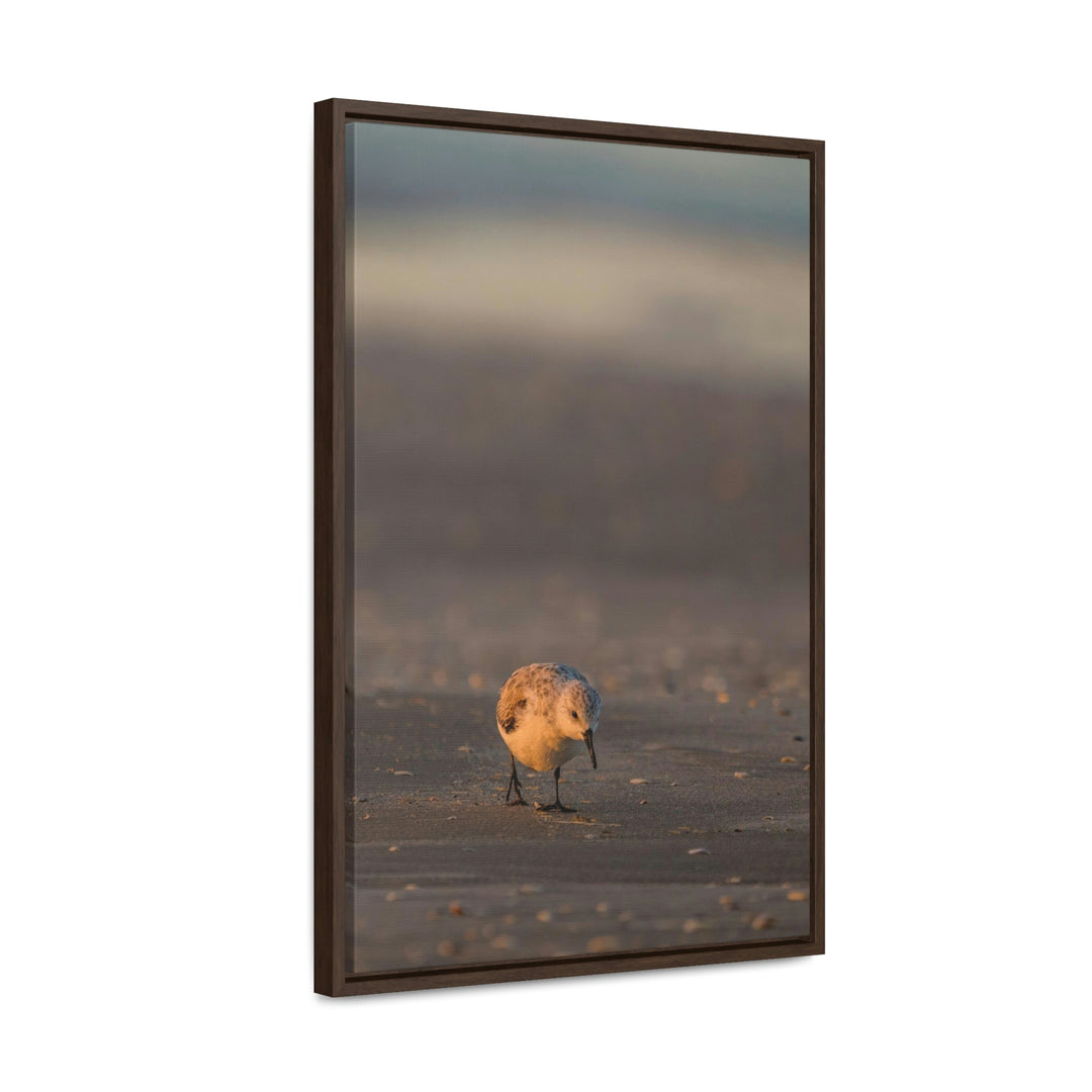 Feeding Sanderling - Canvas with Frame