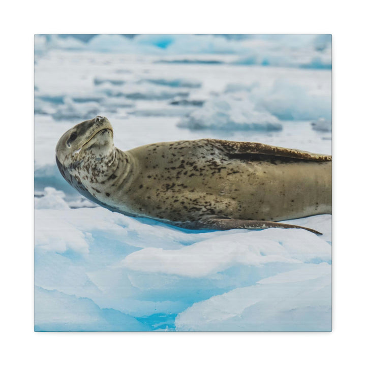 Leopard Seal Relaxing - Canvas