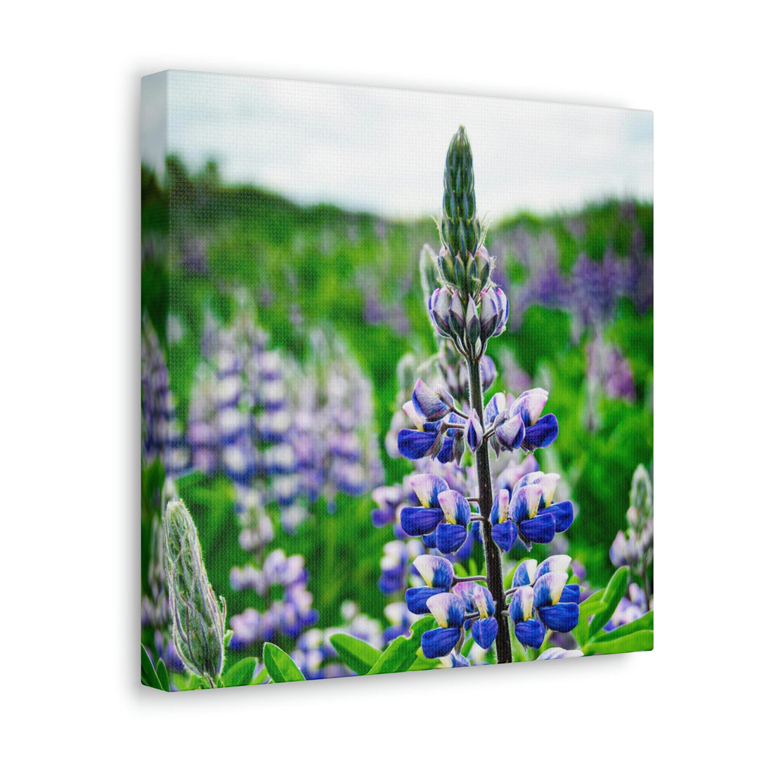 Glowing Lupin - Canvas