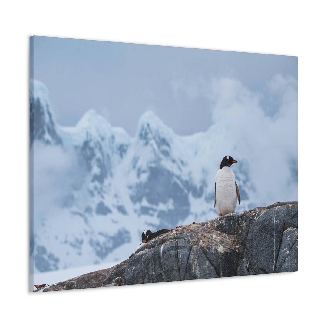 Poised Penguin - Canvas