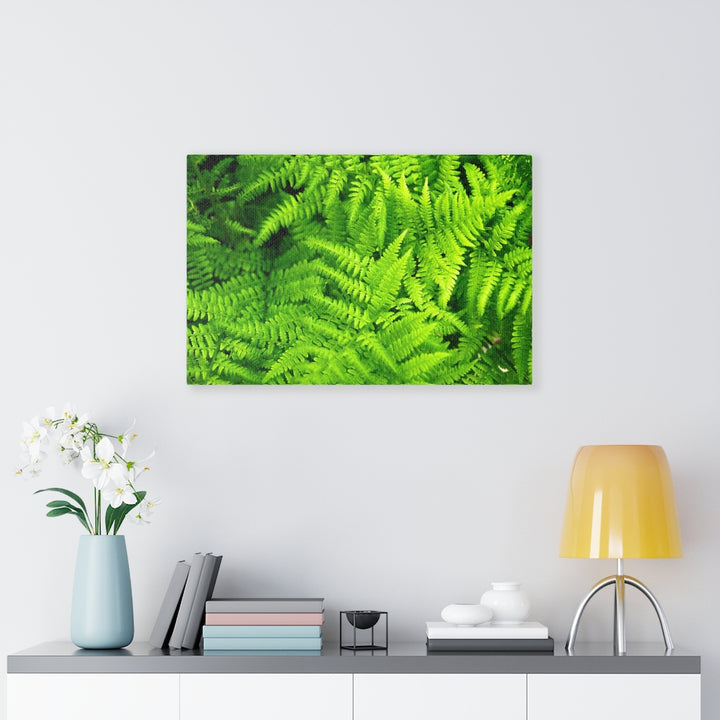 Ferns, Ferns, Ferns - Canvas