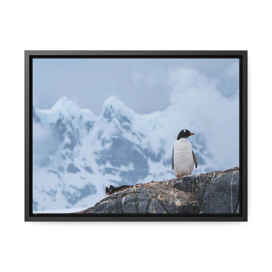 Poised Penguin - Canvas with Frame