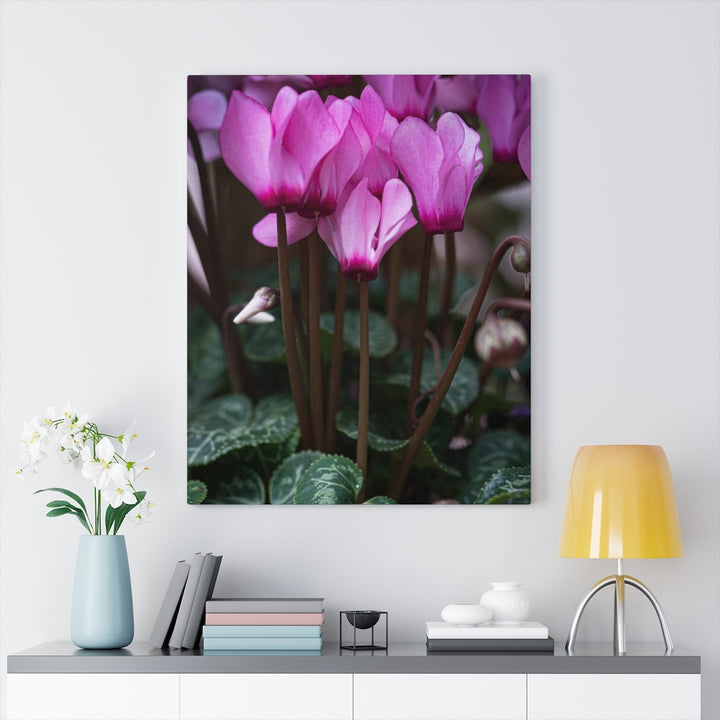 Cyclamen Reach - Canvas